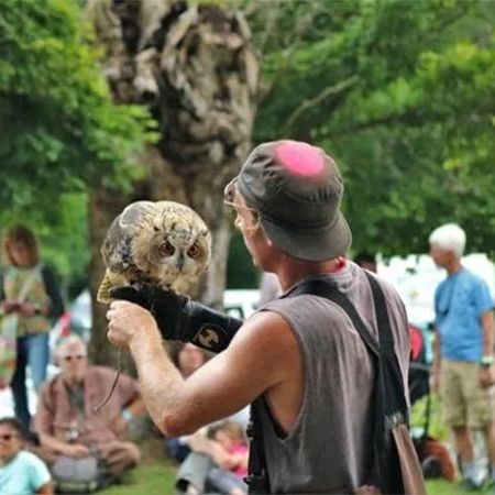 Birds of Prey Falconry Display 