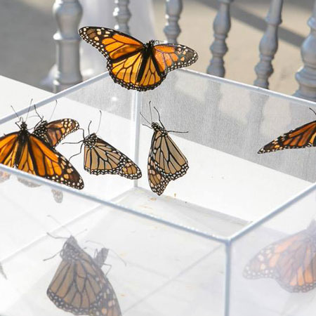 Butterfly Release Service