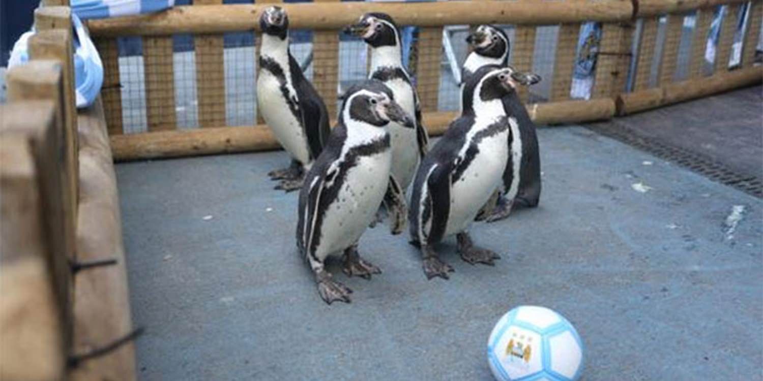 P-P-P Pick Up A Penguin - Man City’s Newest Members!