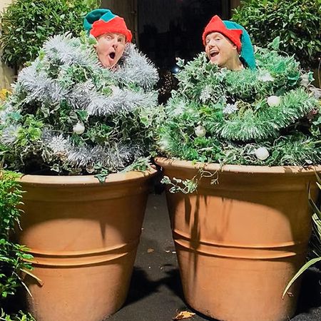Rencontrez et saluez les sapins de Noël