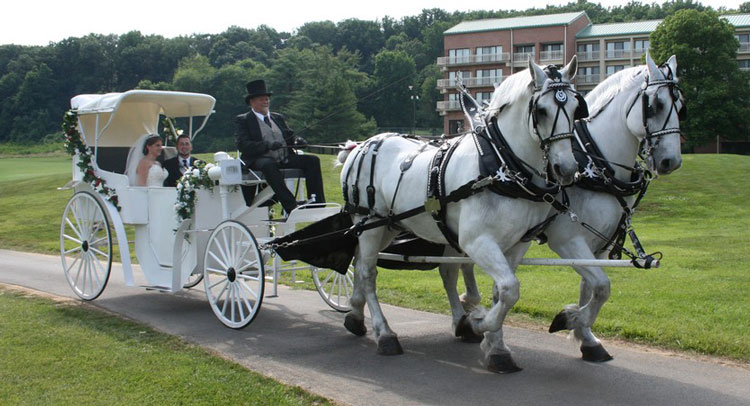 steffi horse and carriage