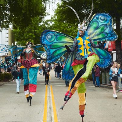 Stilt Dragonfly and butterflies