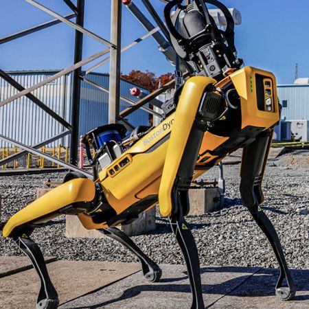 360° View Robot Dog