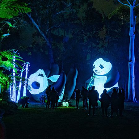 Installazione del gigantesco panda LED