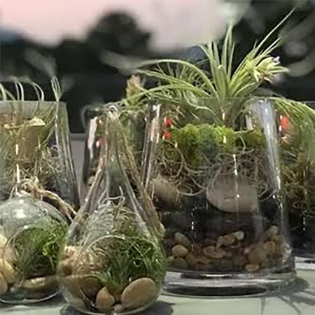 Terrarium Workshop