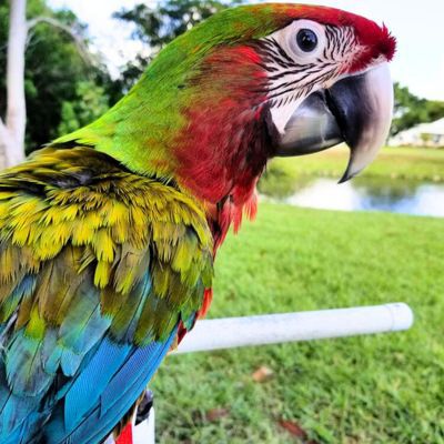 <div>Vivace Intrattenimento Parrot FL</div>