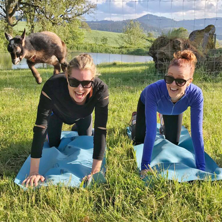 Yoga Avec des Chèvres