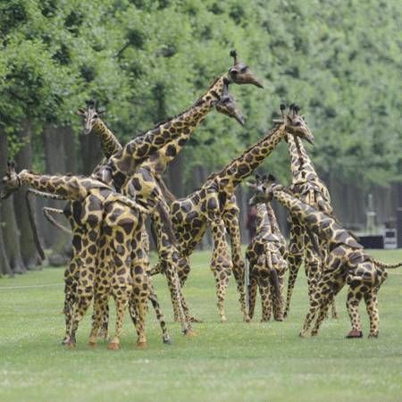 Spazieren Sie um Giraffen herum