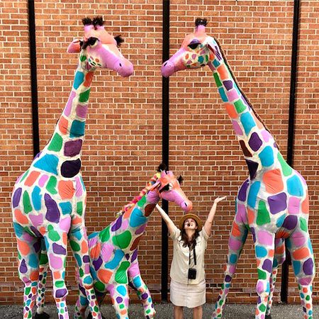 Giraffe in movimento