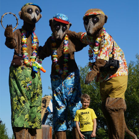 Meerkat Stelzenläufer