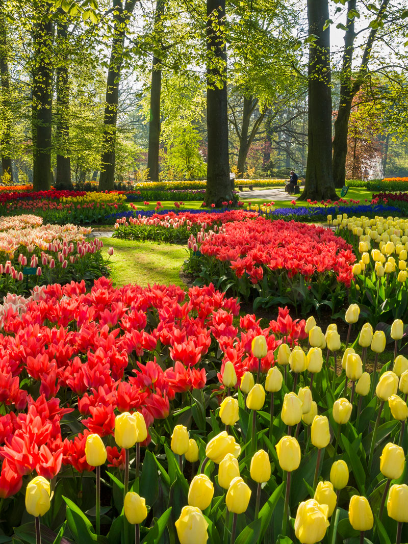 Book Flower Park Tour Amsterdam - Corporate Group Event | Scarlett ...