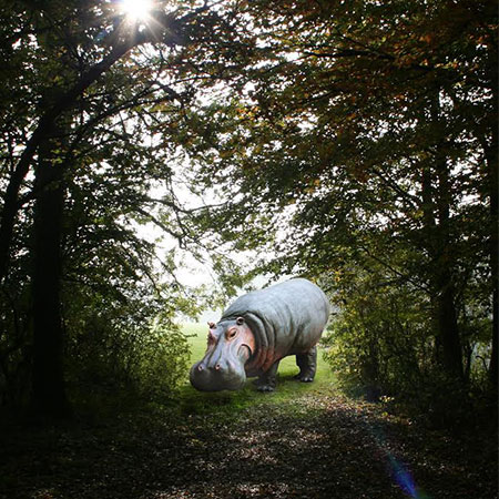 Walkabout Animal: Hippo