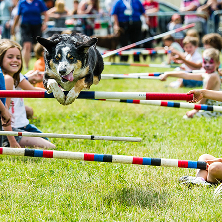 Gara di Agility per Cani