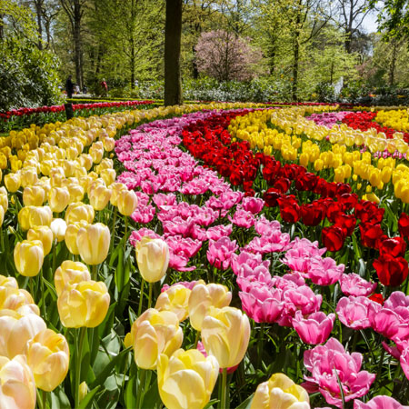 Authentic Flower Park Amsterdam