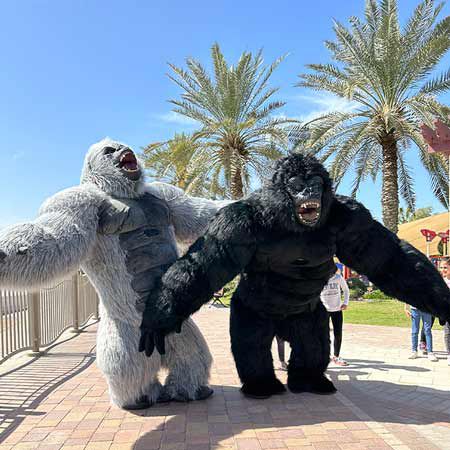 Walkabout Gorillas Dubai 