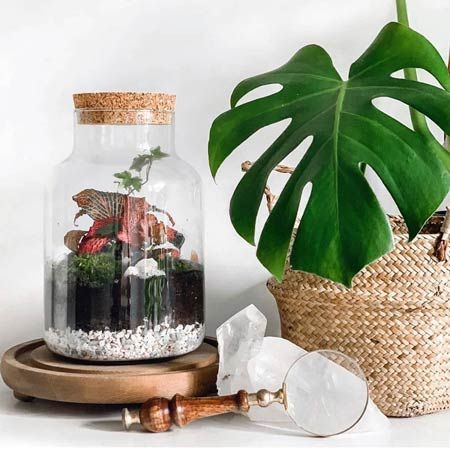 Atelier de terrarium virtuel