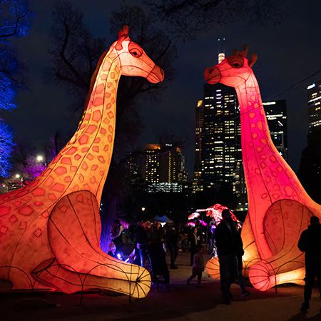 Girafes géantes illuminées à LED